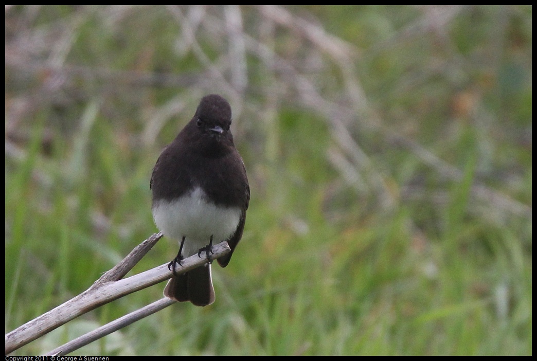 1211-120713-01.jpg - Black Phoebe