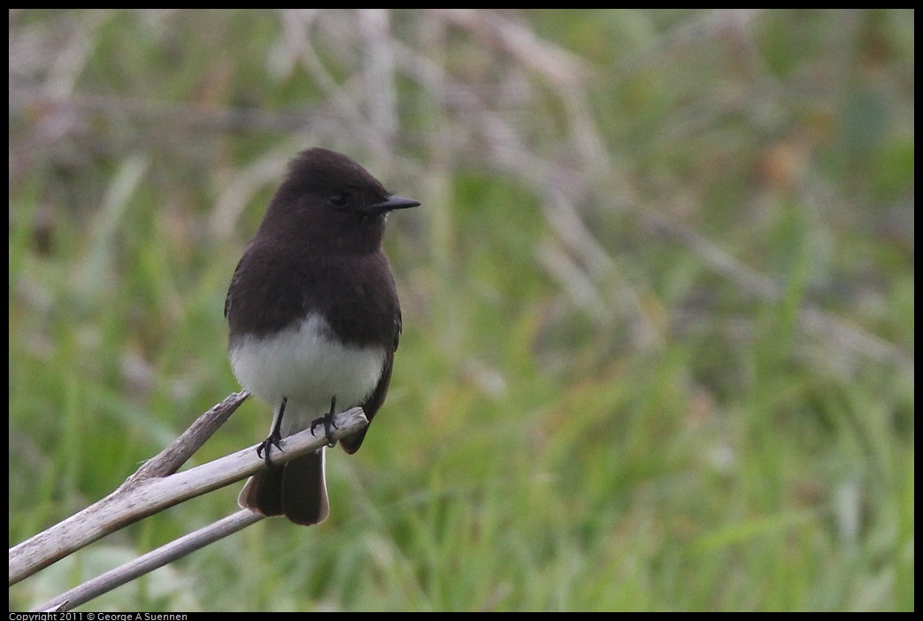 1211-120714-01.jpg - Black Phoebe