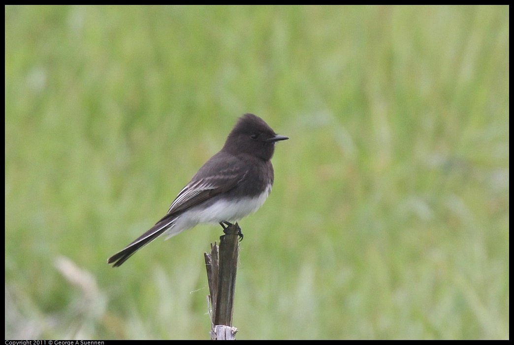 1211-120722-01.jpg - Black Phoebe