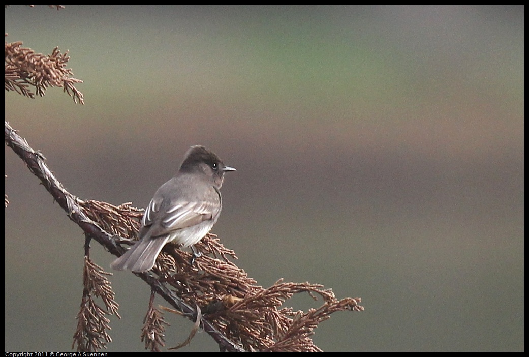 1211-120905-02.jpg - Black Phoebe