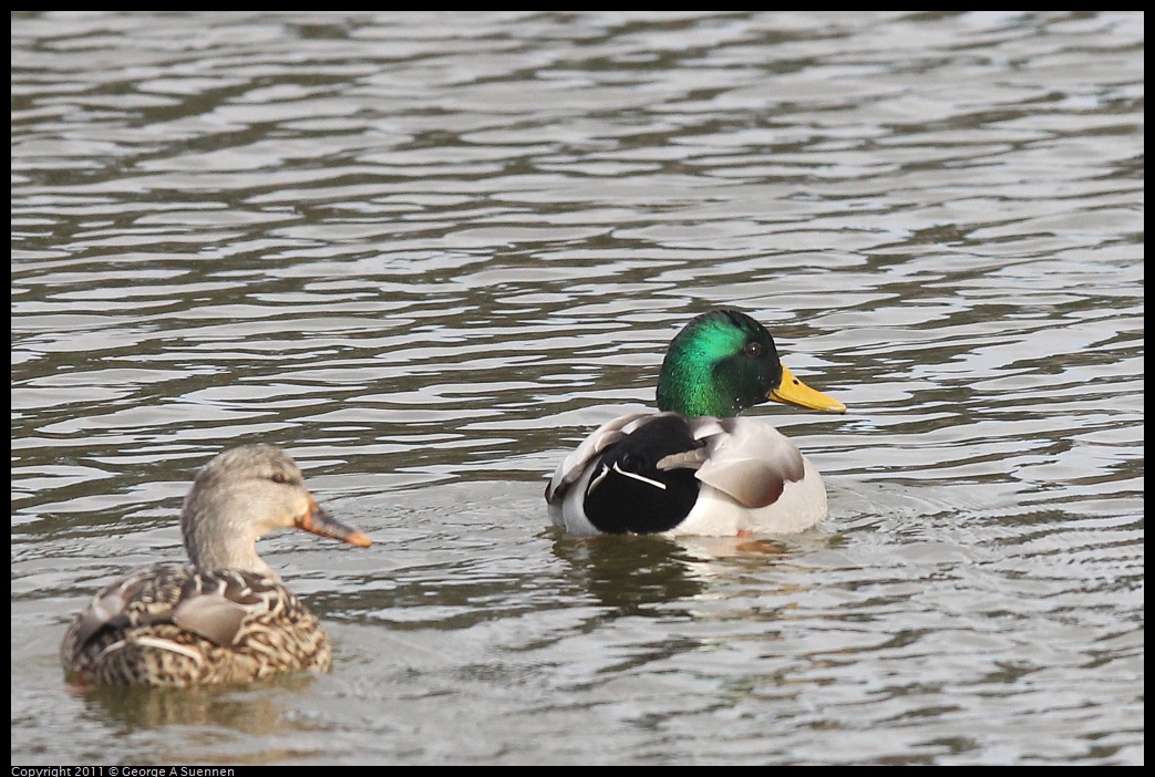 1211-120954-02.jpg - Mallard