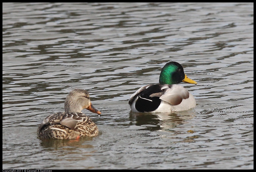 1211-120957-01.jpg - Mallard