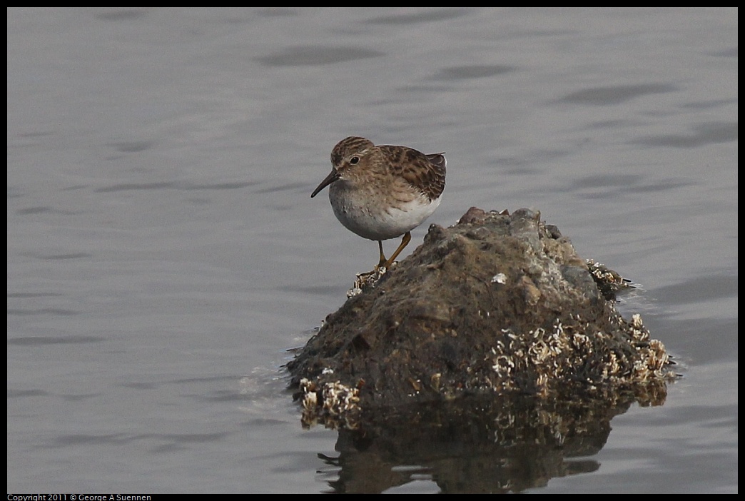 1211-121022-02.jpg - Least Sandpiper