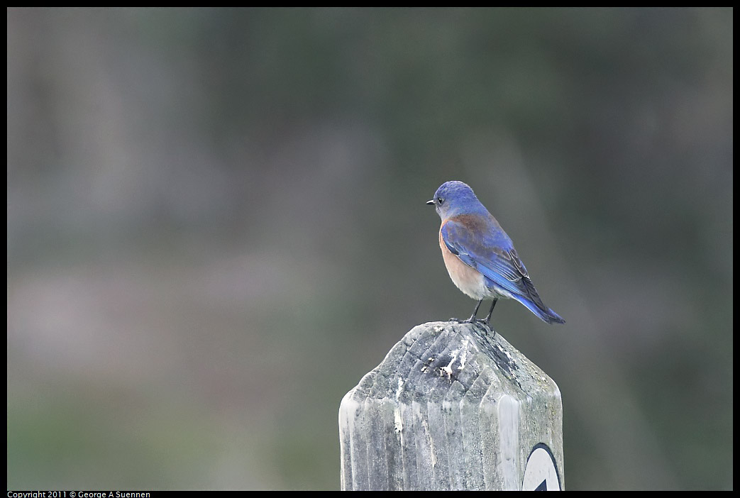 1218-160033-01.jpg - Western Bluebird