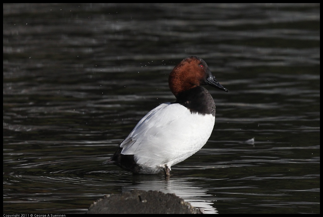 1227-110440-02.jpg - Canvasback