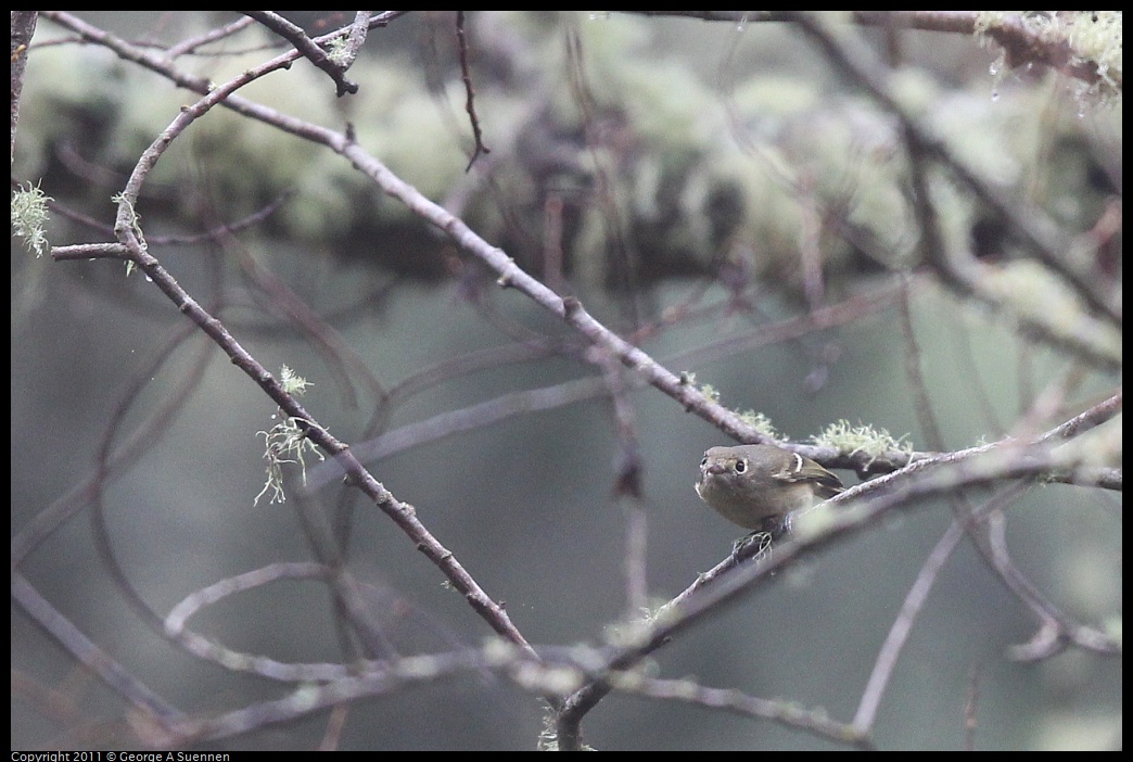 1230-125130-02.jpg - Ruby-crowned Kinglet