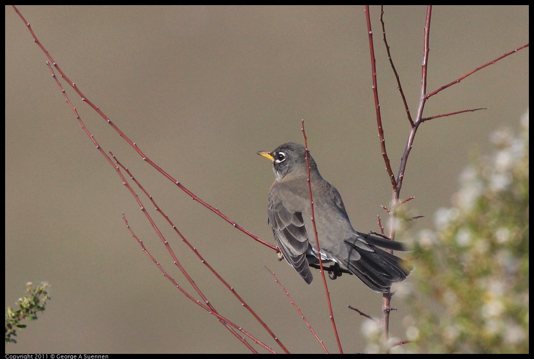 1231-103733-02.jpg - American Robin