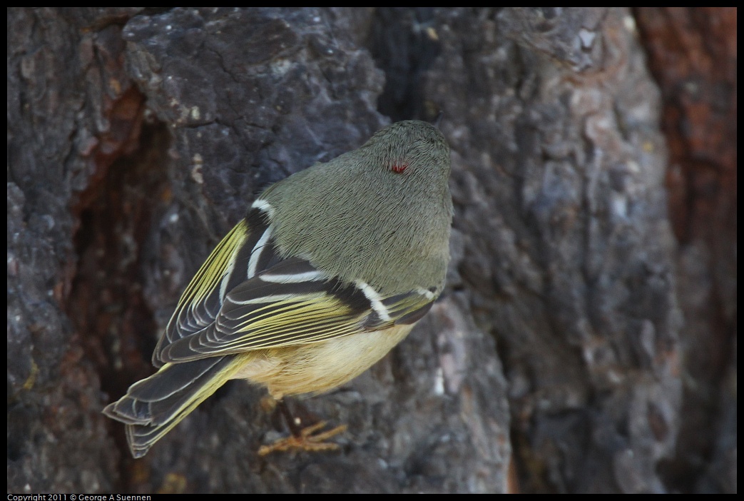 1231-124330-02.jpg - Ruby-crowned Kinglet