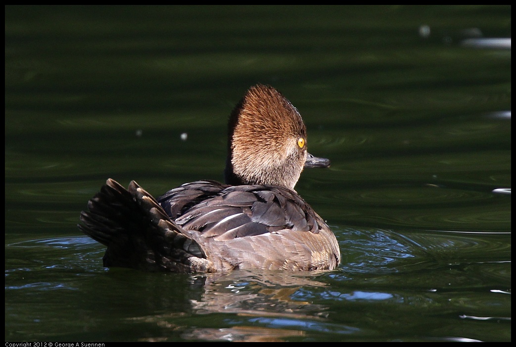 0101-142656-02.jpg - Hooded Merganser