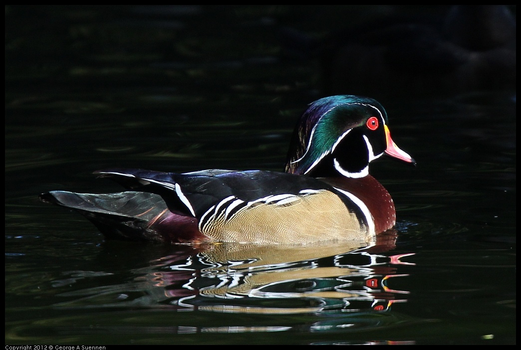 0101-142701-05.jpg - Wood Duck