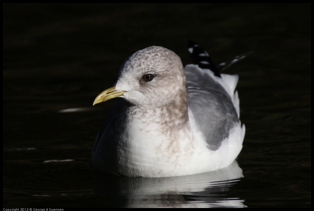 0101-142805-02.jpg - Mew Gull