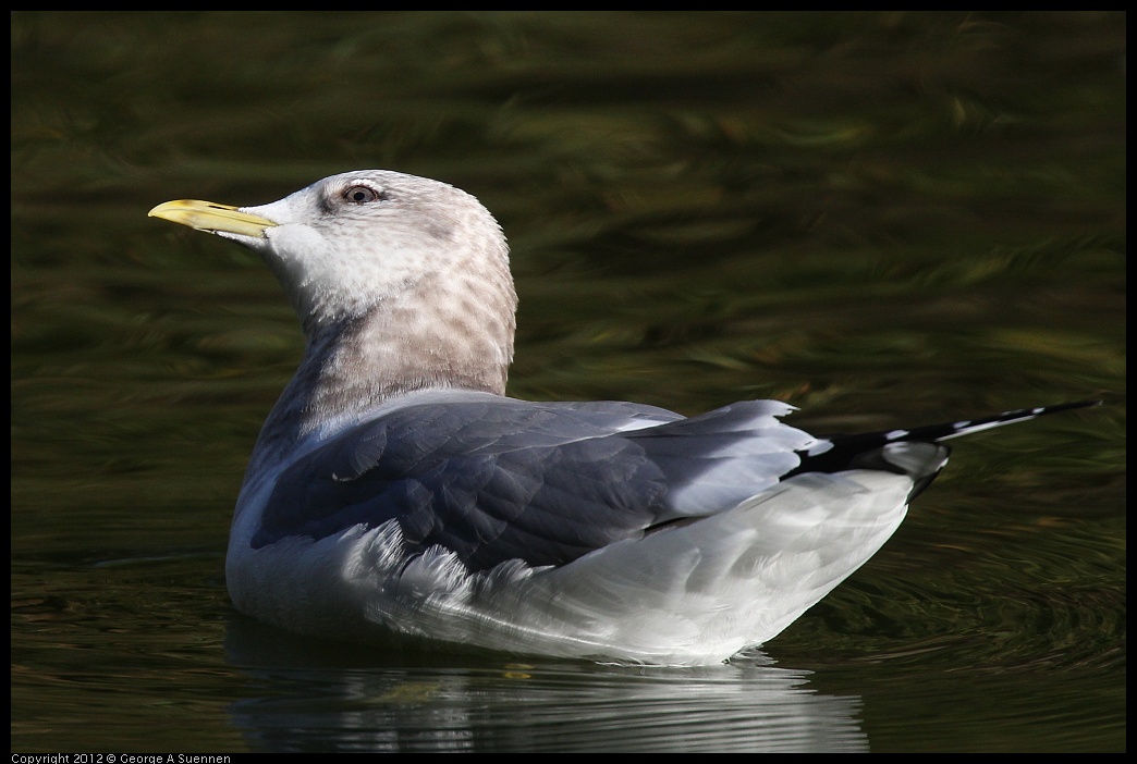 0101-142809-01.jpg - Mew Gull