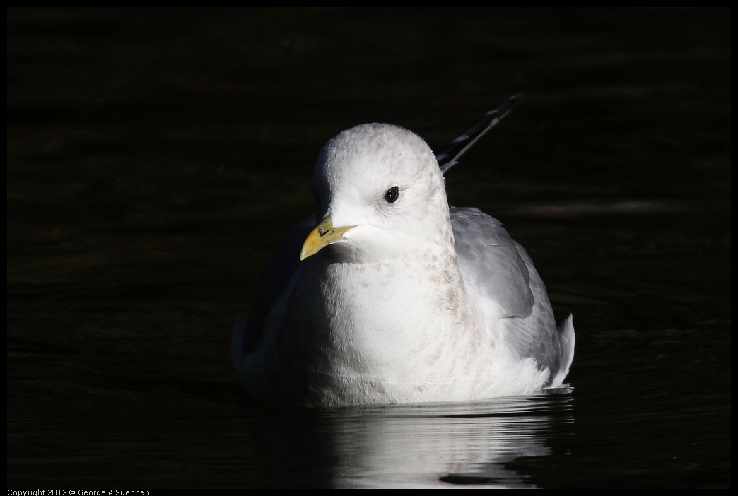 0101-142820-02.jpg - Mew Gull