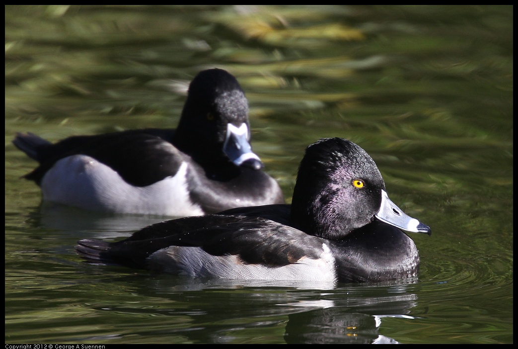 0101-143007-03.jpg - Ring-necked Duck