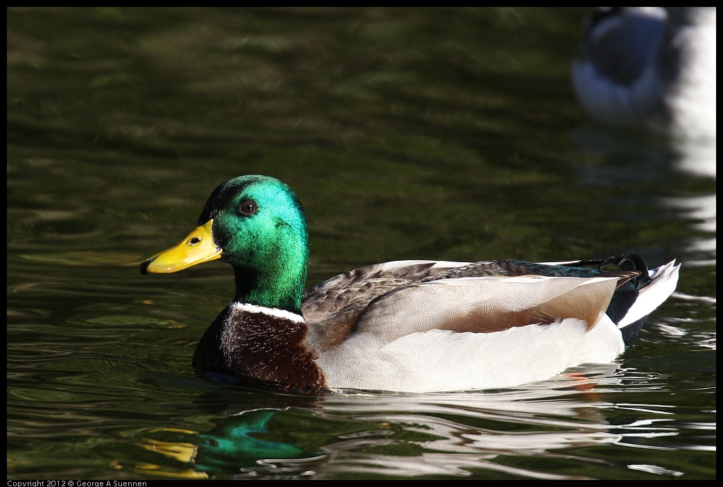 0101-143013-01.jpg - Mallard