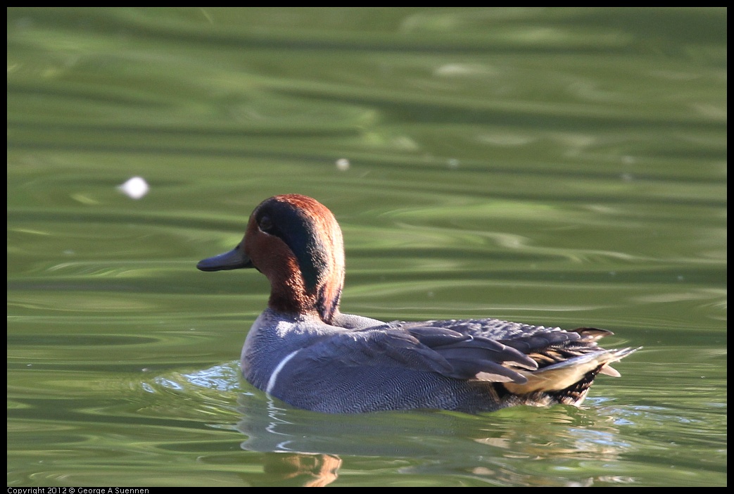 0101-143052-01.jpg - Green-winged Teal