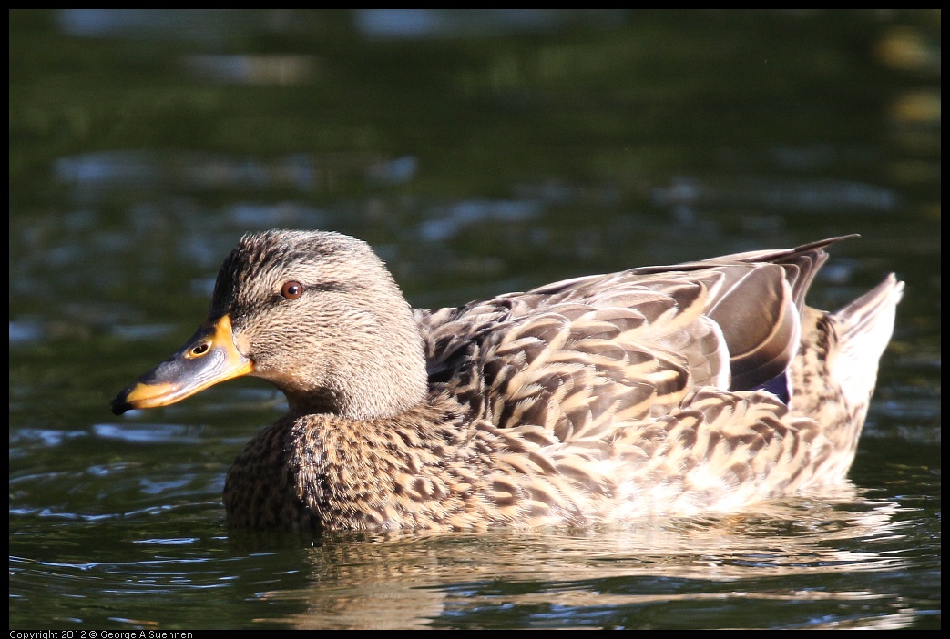 0101-143225-02.jpg - Mallard