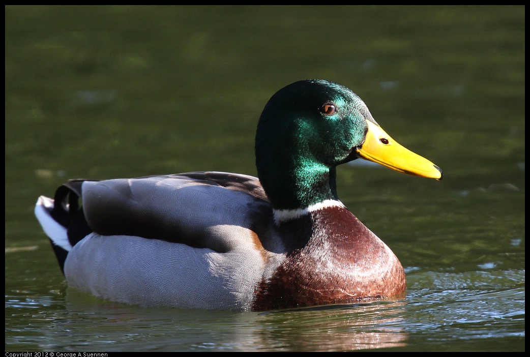 0101-143241-01.jpg - Mallard