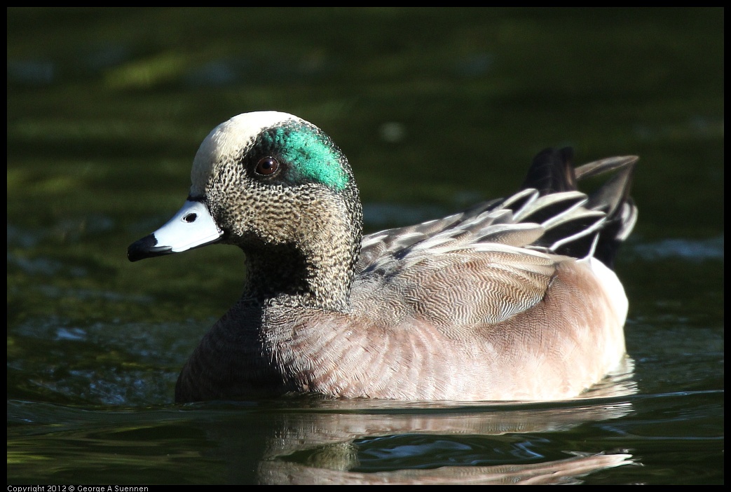 0101-143337-04.jpg - American Wigeon