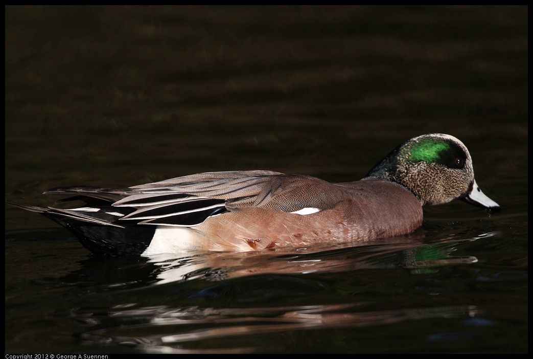 0101-143558-01.jpg - American Wigeon