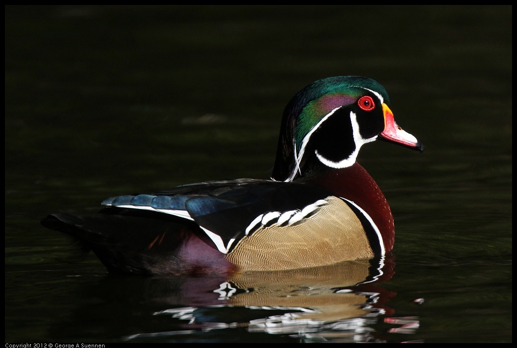 0101-143644-04.jpg - Wood Duck