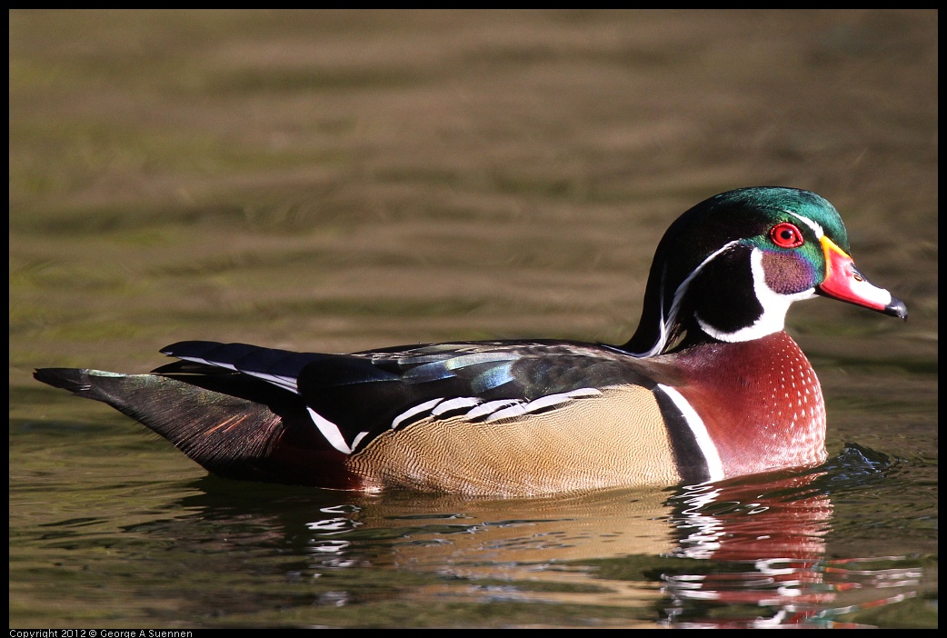 0101-143649-03.jpg - Wood Duck