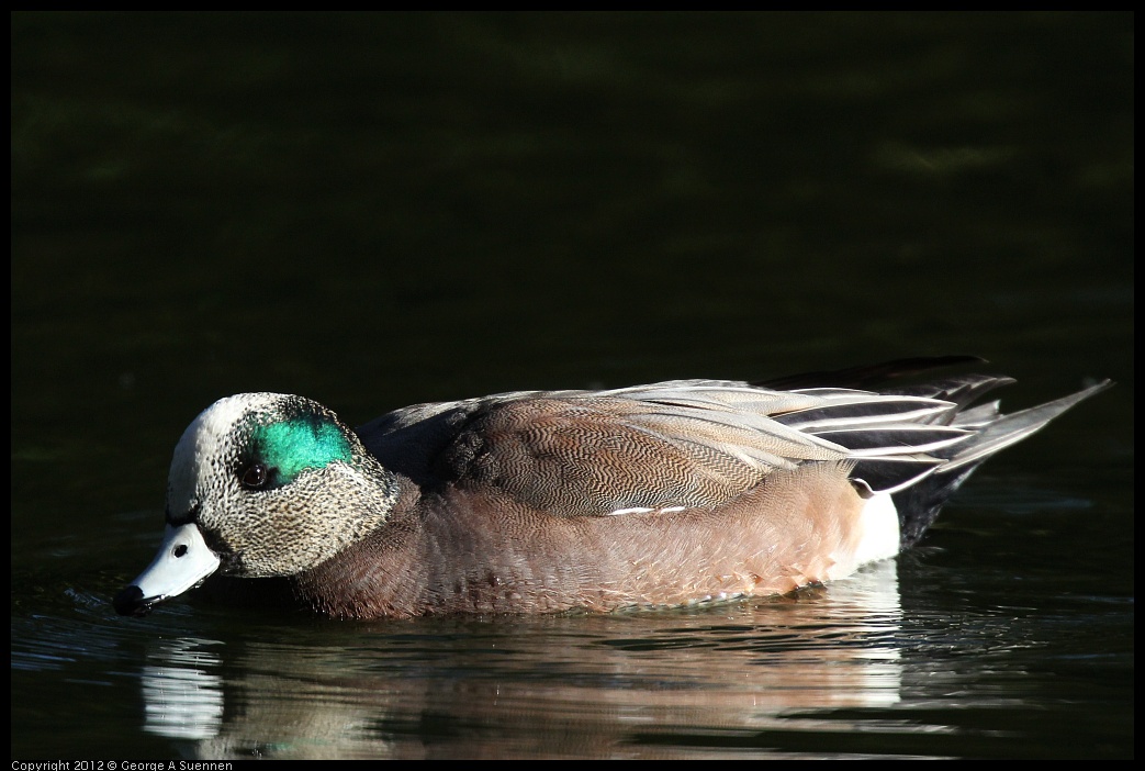 0101-143905-05.jpg - American Wigeon