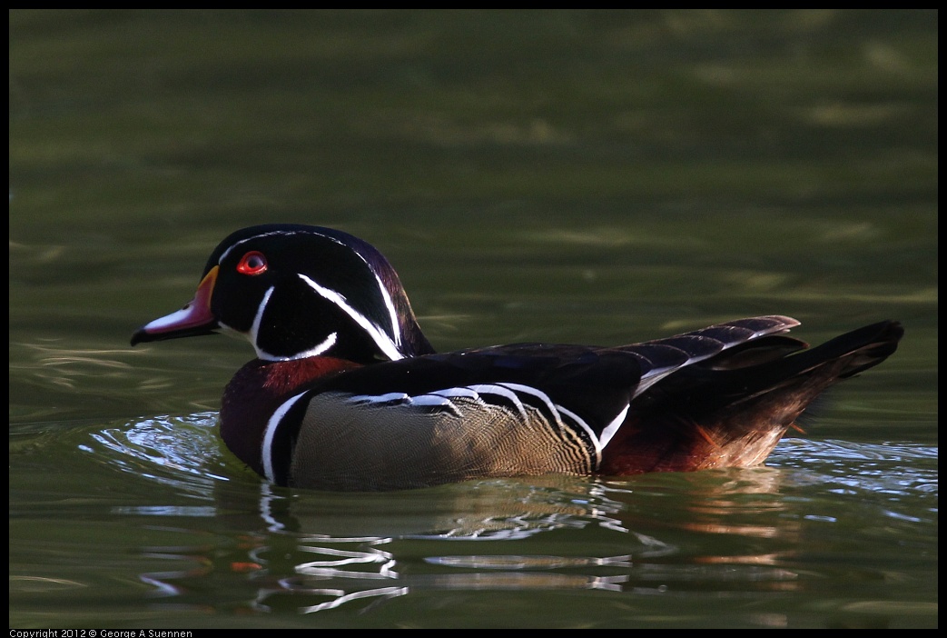 0101-144107-02.jpg - Wood Duck