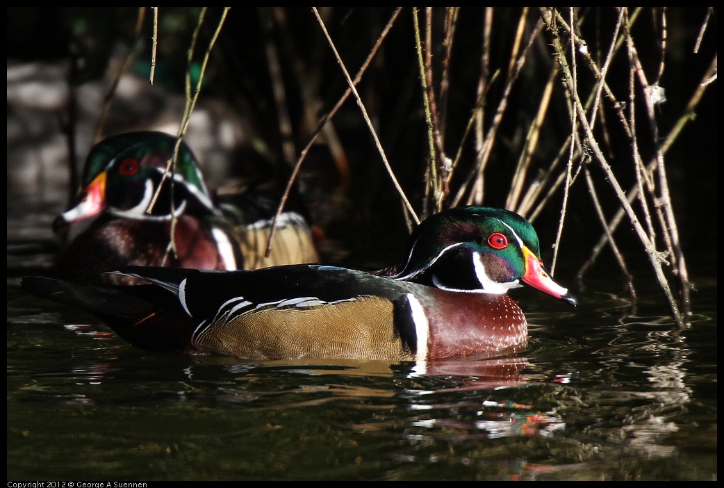 0101-144157-02.jpg - Wood Duck