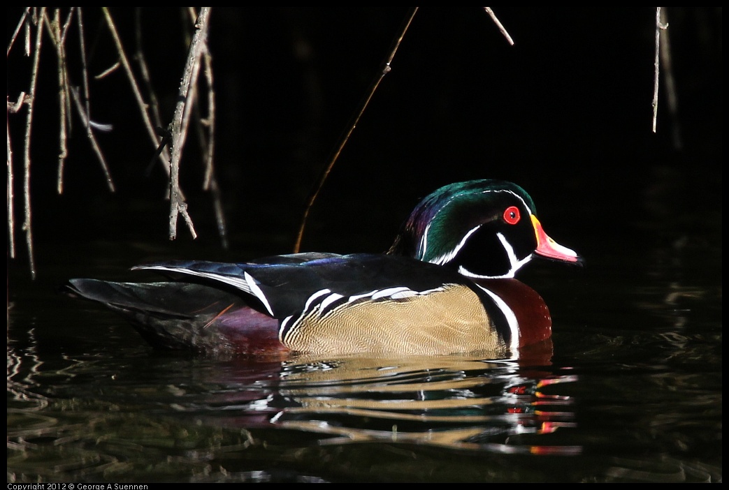 0101-144159-01.jpg - Wood Duck