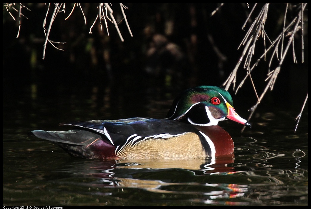 0101-144201-02.jpg - Wood Duck