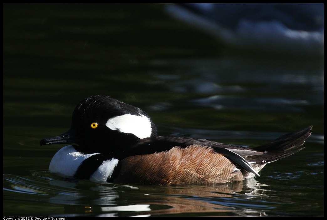 0101-144220-01.jpg - Hooded Merganser