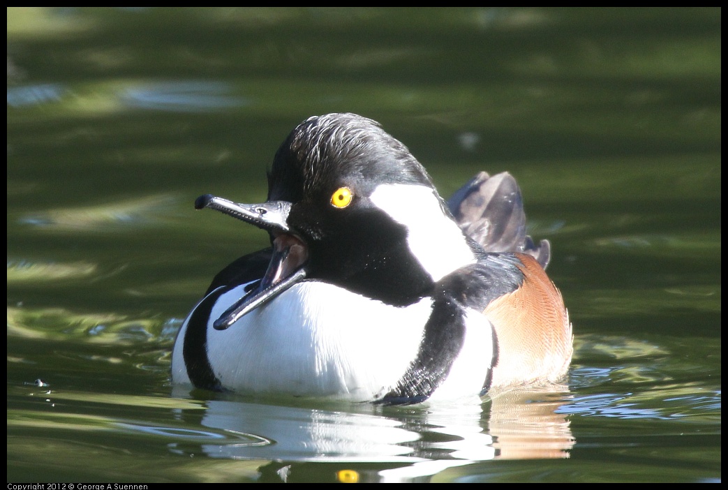 0101-144223-03.jpg - Hooded Merganser