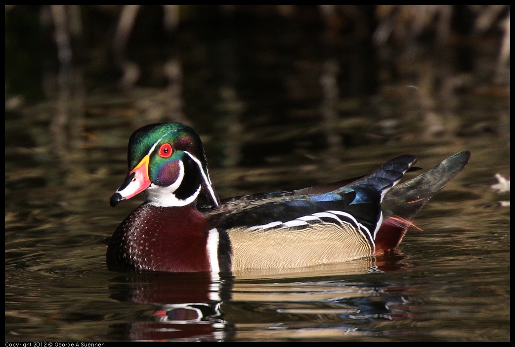 0101-144310-02.jpg - Wood Duck