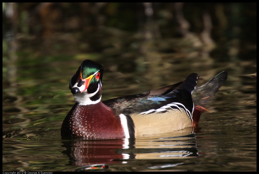 0101-144310-06.jpg - Wood Duck