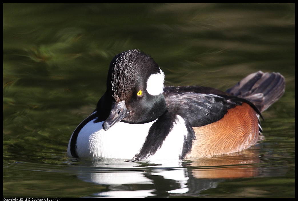 0101-144344-04.jpg - Hooded Merganser