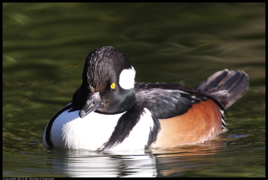 0101-144345-03.jpg - Hooded Merganser