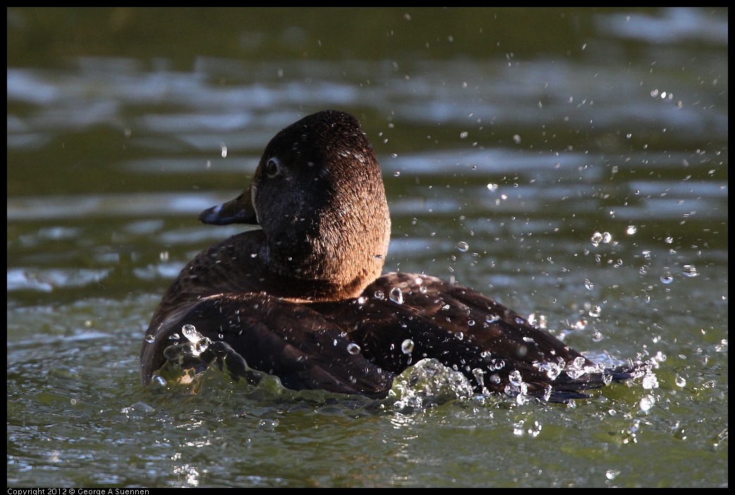 0101-144502-01.jpg - Ring-necked Duck