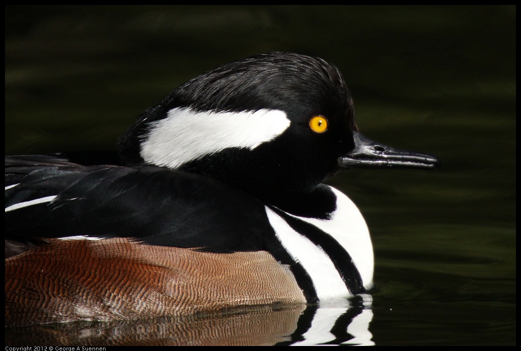 0101-144524-04.jpg - Hooded Merganser