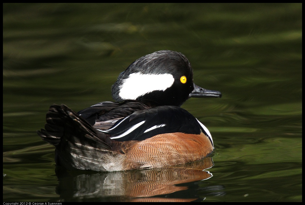 0101-144527-01.jpg - Hooded Merganser