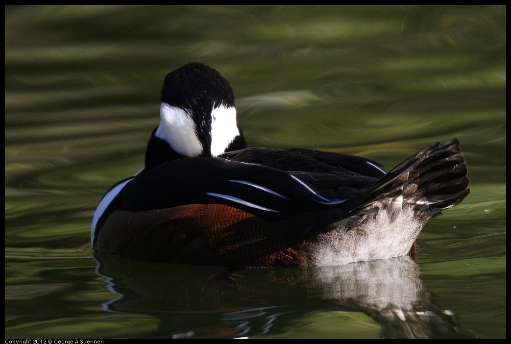 0101-144530-02.jpg - Hooded Merganser