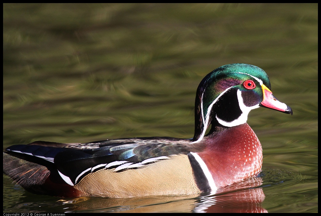 0101-144537-04.jpg - Wood Duck