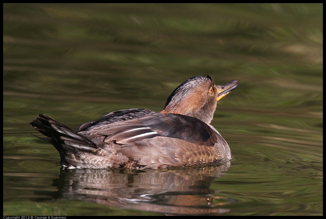 0101-144624-02.jpg - Hooded Merganser