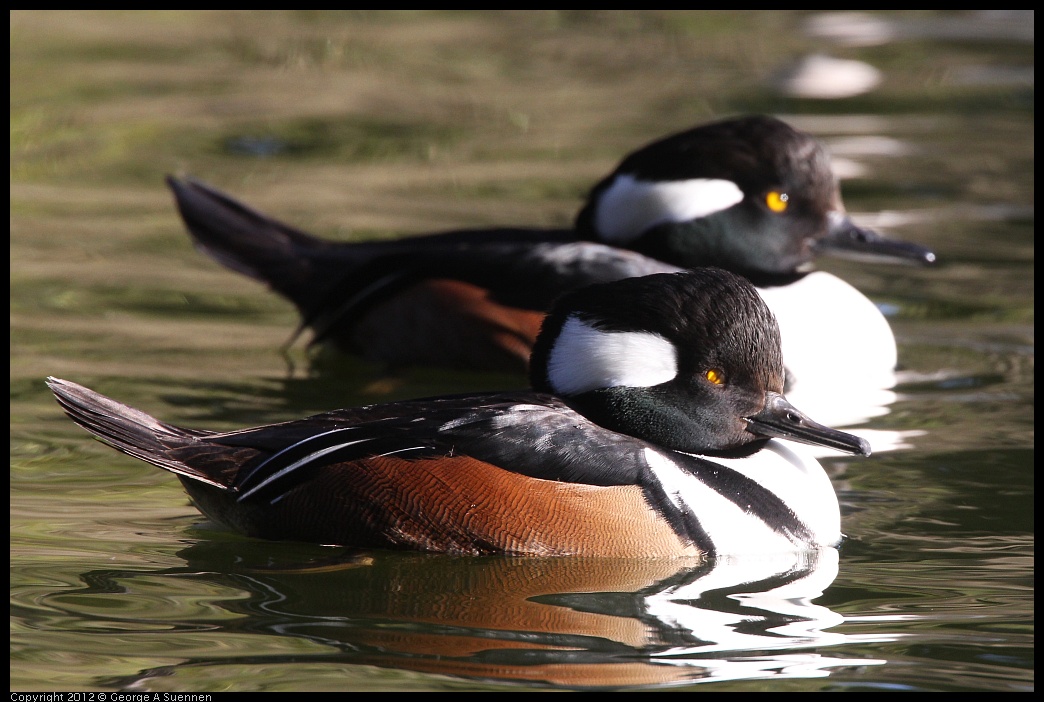 0101-144632-02.jpg - Hooded Merganser