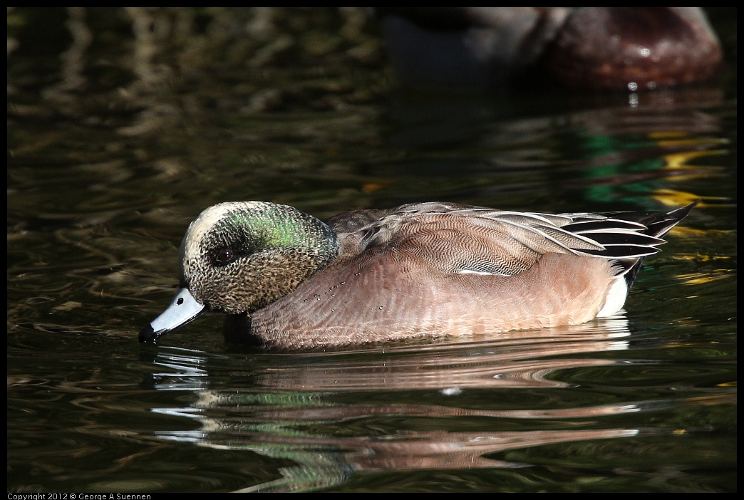 0101-144728-01.jpg - American Wigeon