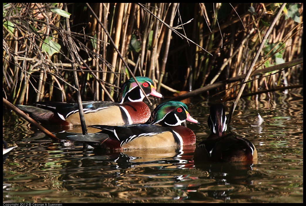 0101-144825-01.jpg - Wood Duck