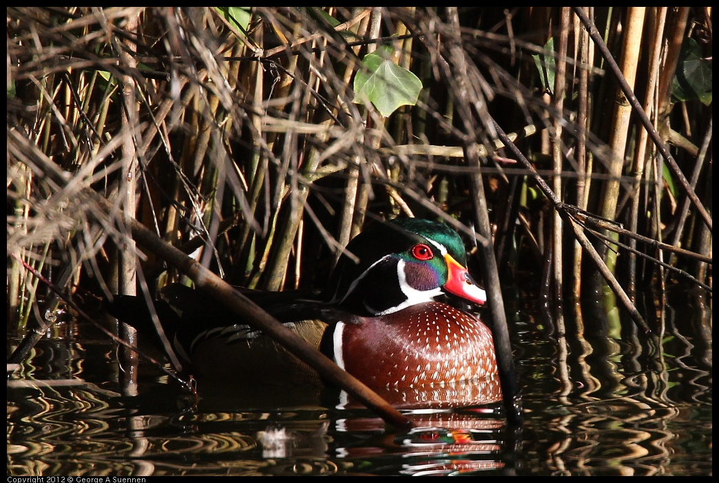 0101-144844-01.jpg - Wood Duck