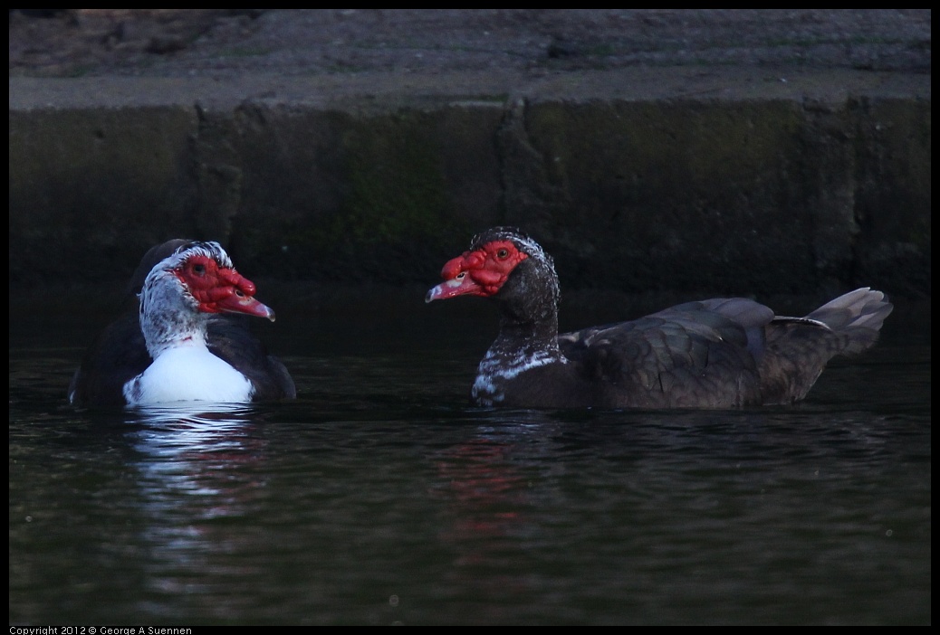 0101-145520-02.jpg - Muscovy Duck