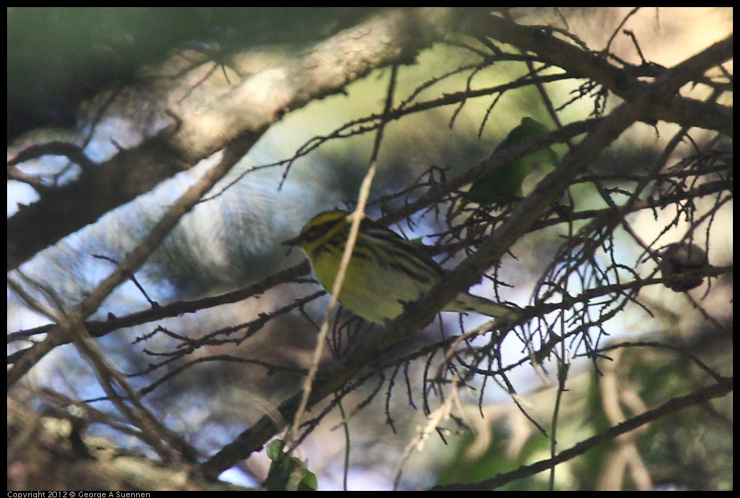 0101-152318-01.jpg - Townsend's Warbler