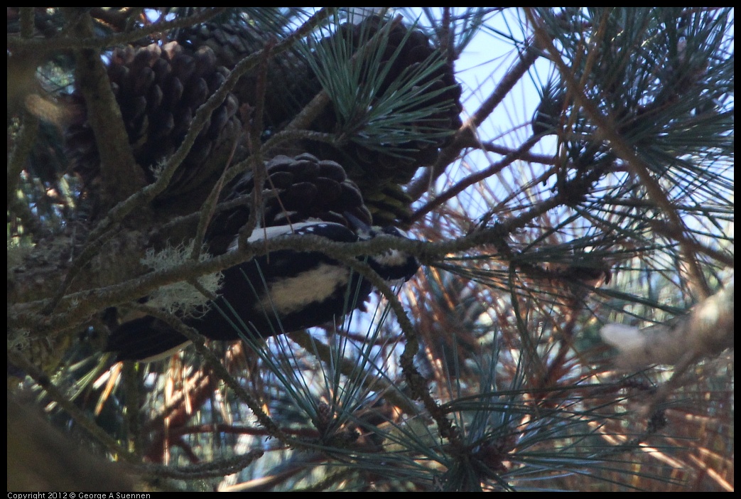 0101-154036-03.jpg - Hairy Woodpecker